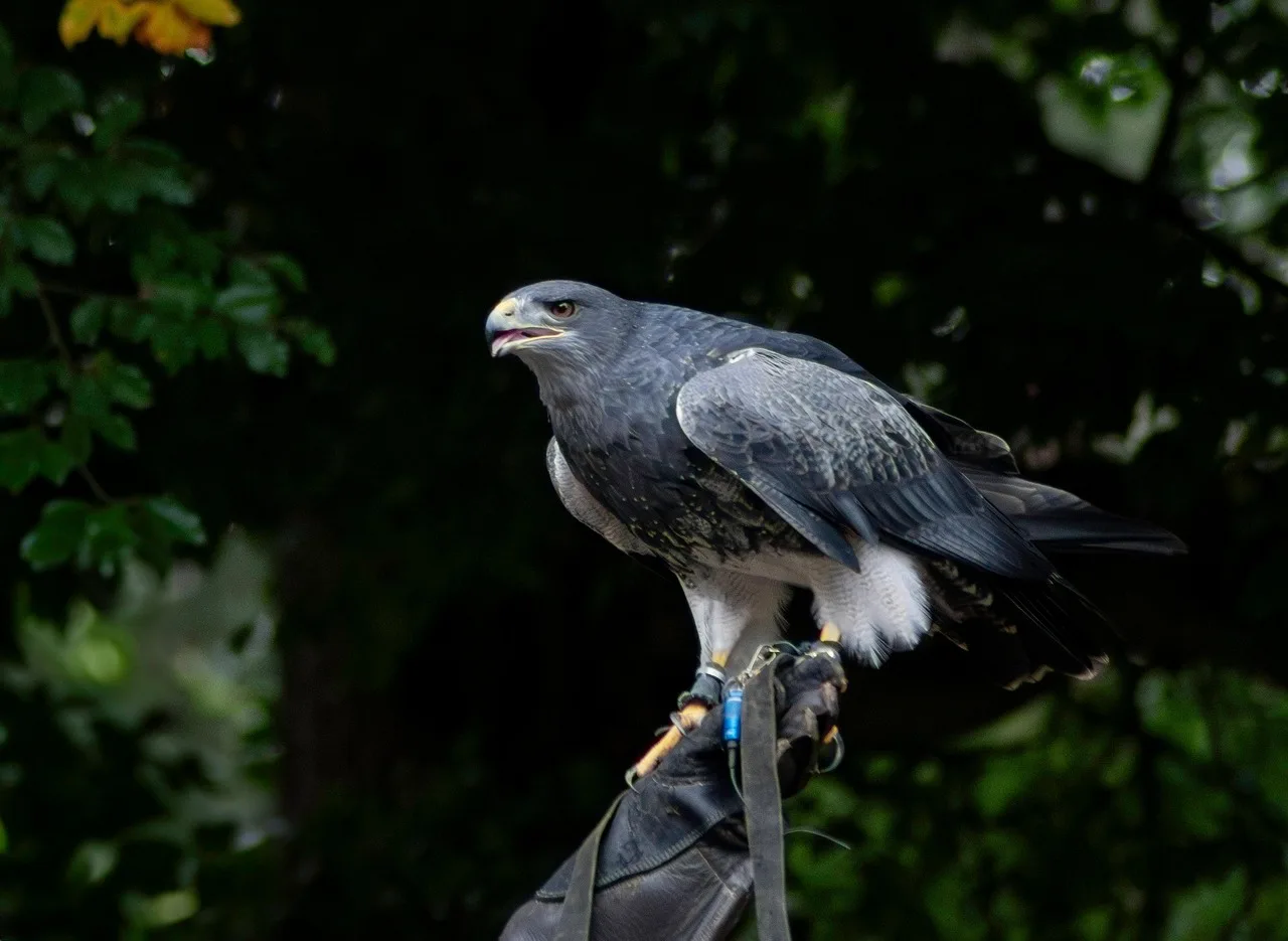 Black Eagle Spartan arrows beside a compound bow and hunting gear in a dawn forest setting