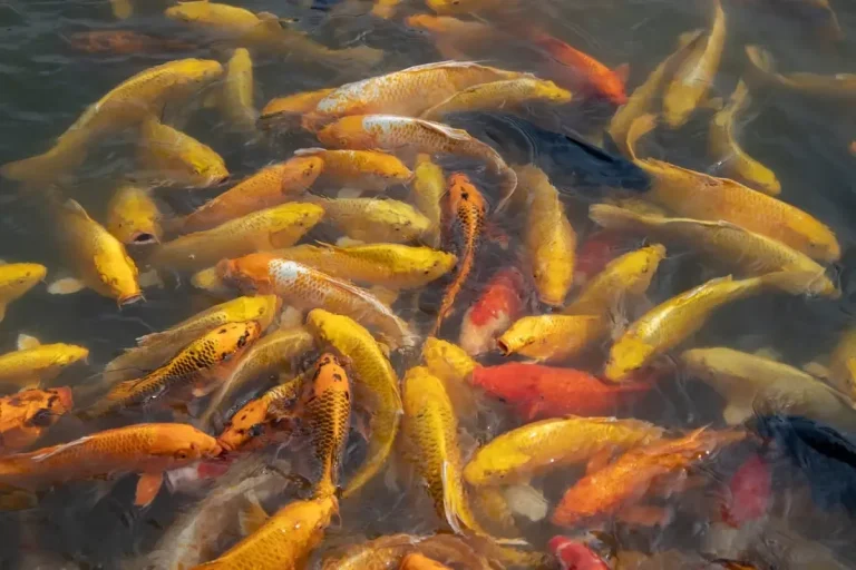 How To Bow Fish Carp