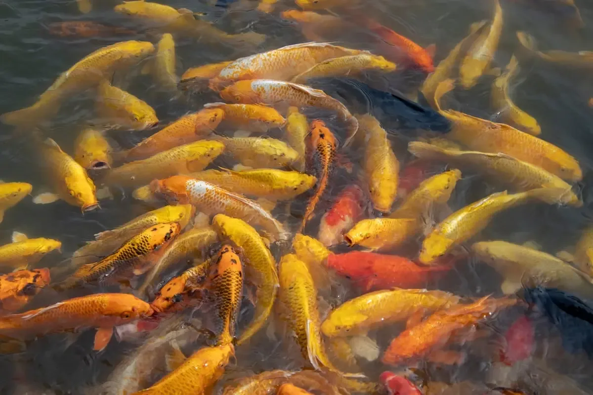 How To Bow Fish Carp