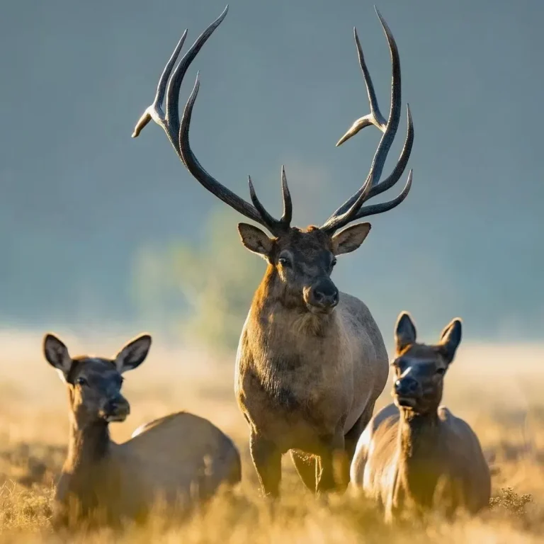 Is 64 Inch Bow Too Big for Hunting? Expert Guide & Tips