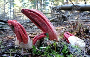 Can Archery Gloves Hurt Accuracy? Bare Fingers vs Gloves for Shooters