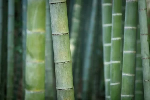 Bamboo Arrow Shafts Review: Is Bamboo Worth It?