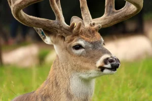 Is the Barnett Whitetail Pro Worth It?