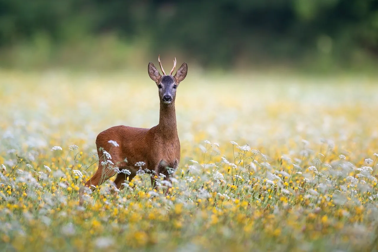 What is the best arrow for deer hunting?