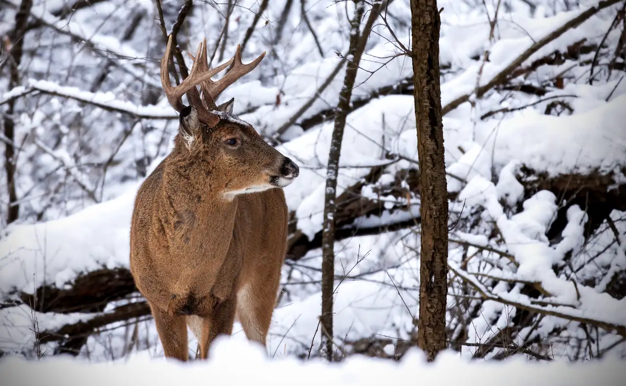How do I choose spine for whitetail hunting arrows?