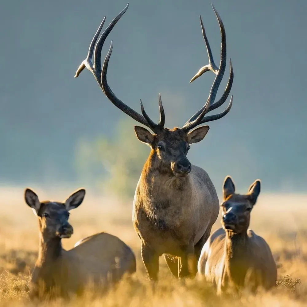 Best Weather Conditions for Bow Hunting Deer: A Guide