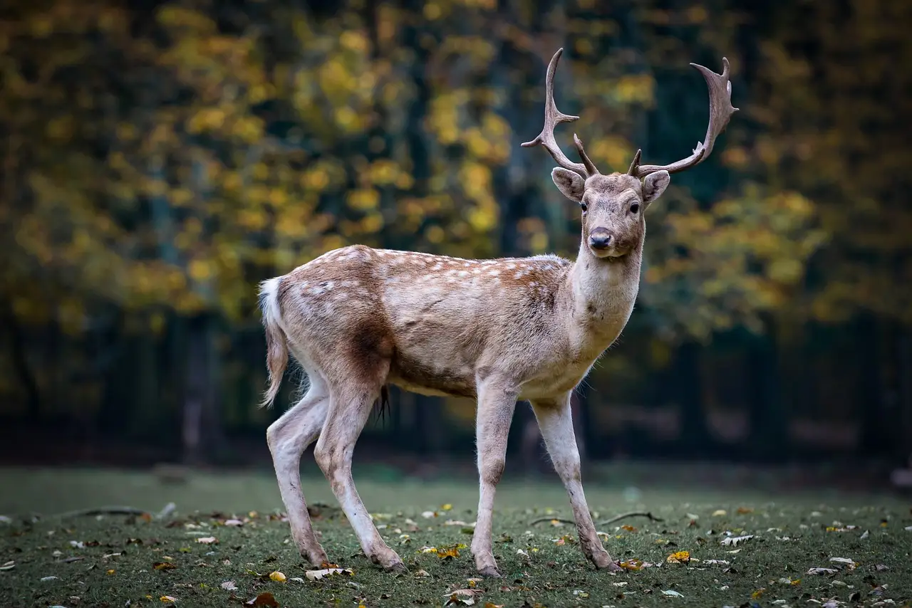 Beginner bowhunter studying a broadside whitetail deer in a forest at first light