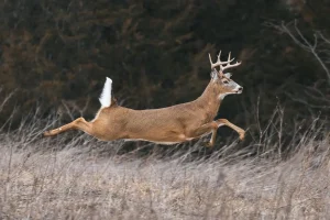 Do Deer Move More Before a Cold Front?