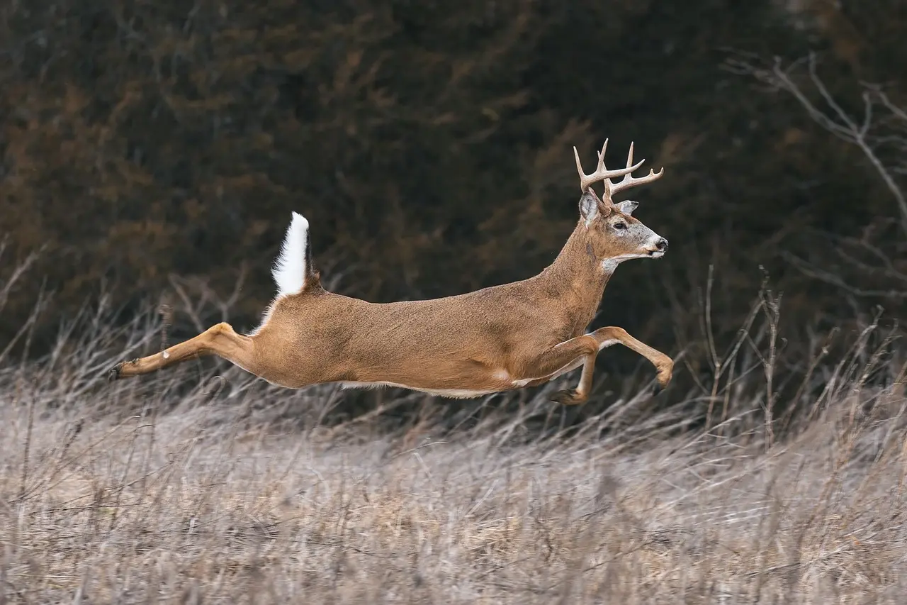 Bowhunter watching a frosty deer trail at dawn under dark clouds before a cold front