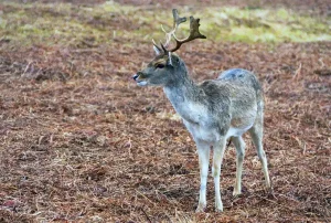 Early Season vs Late Season Bowhunting Tactics for Deer