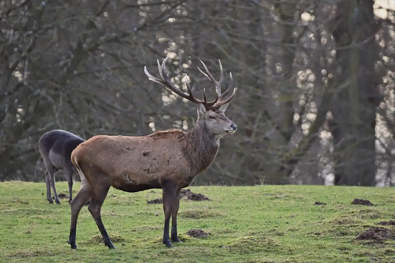 How do you hunt without blowing deer out?