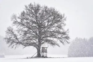 How to Stay Warm in a Tree Stand in Freezing Weather