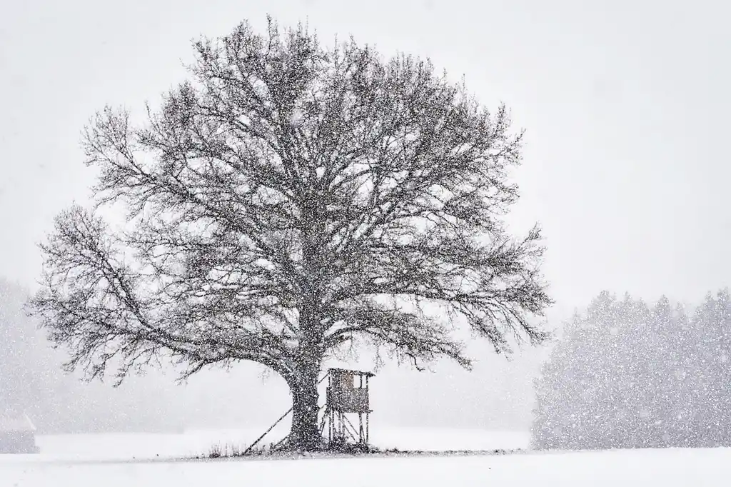 Bowhunter climbing into a tree stand at dawn in freezing weather