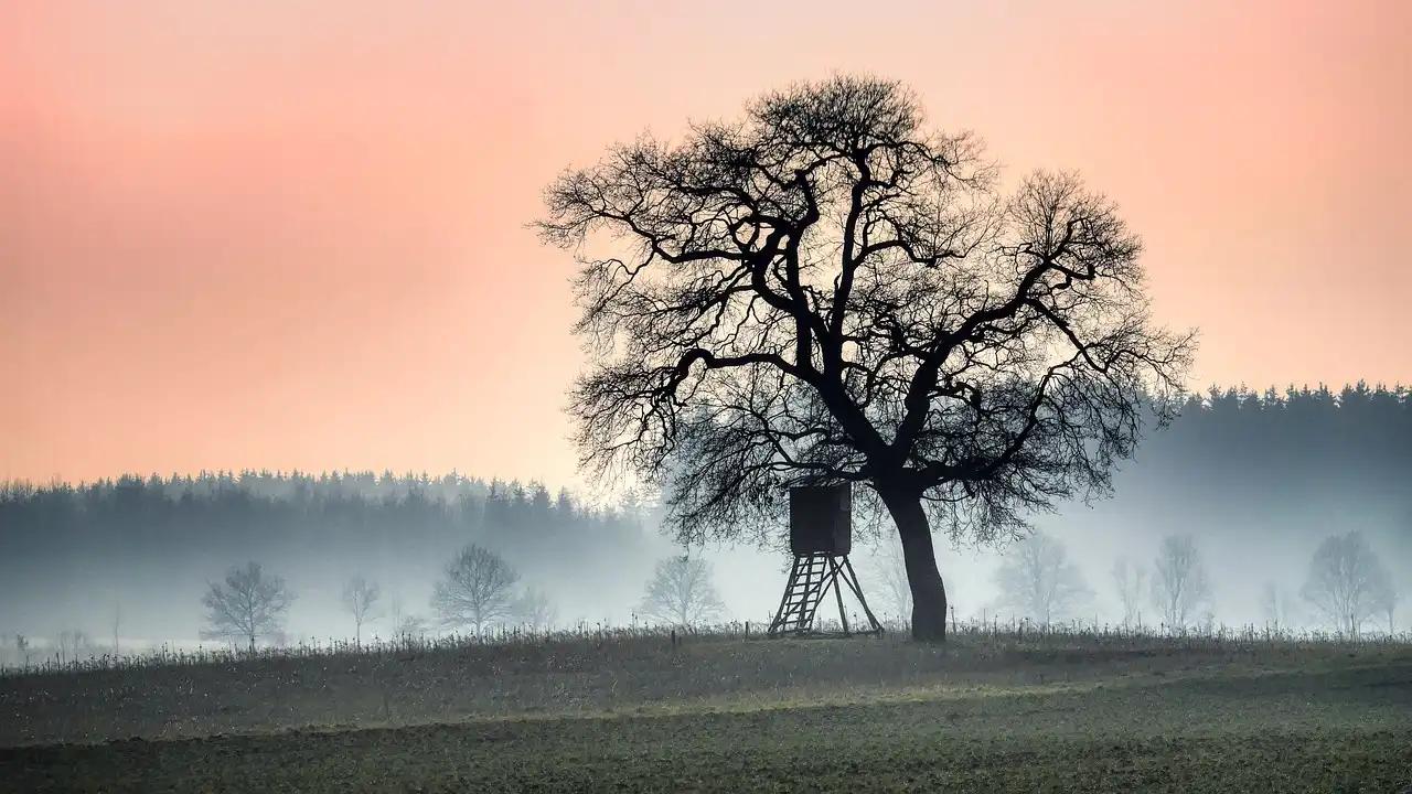Why tree-stand cold feels worse