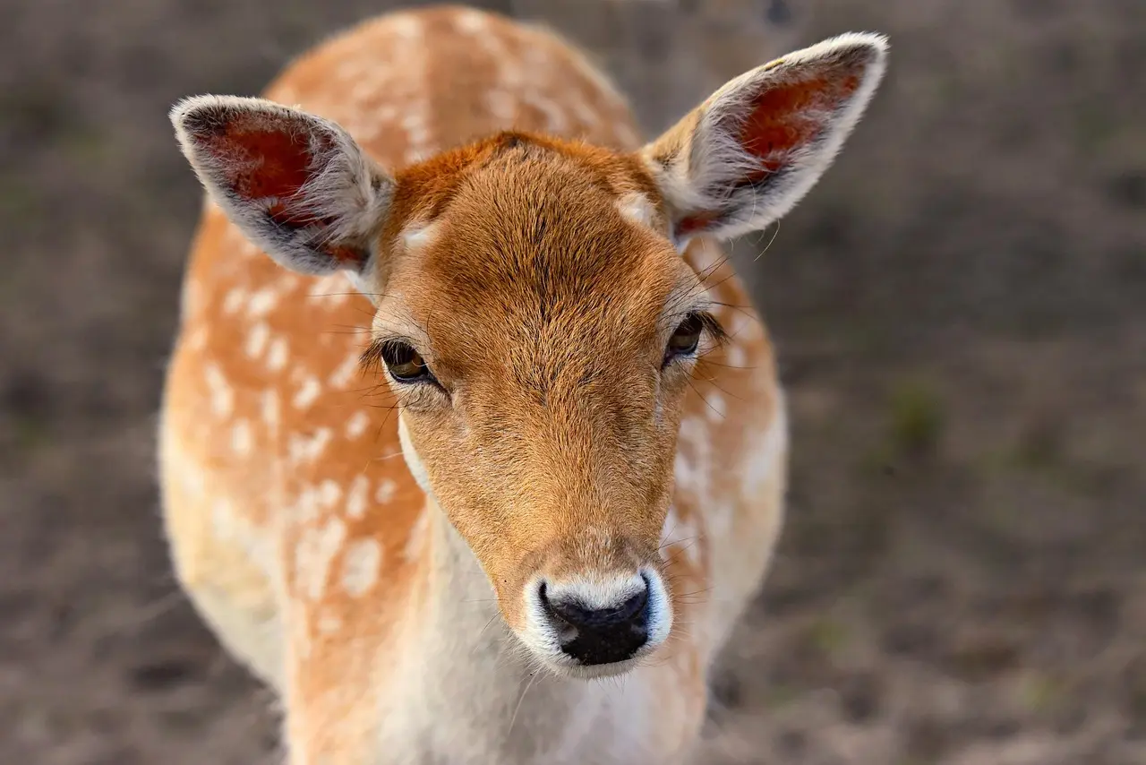Bowhunter kneels in a wooded area at dawn, studying a blood trail after a deer lung shot.