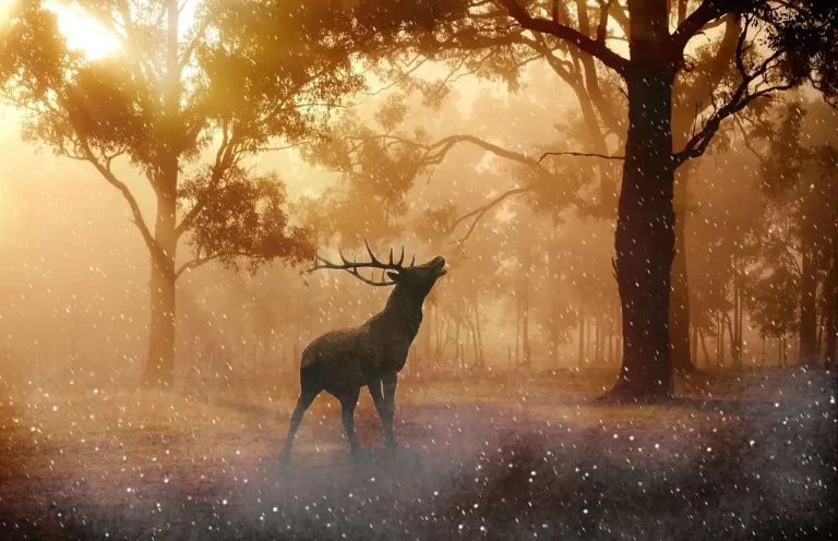 Hunter rattling antlers at the edge of hardwood timber at dawn