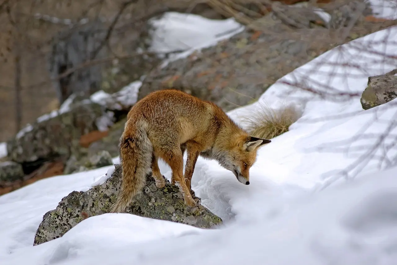 Which option fits your hunting style?