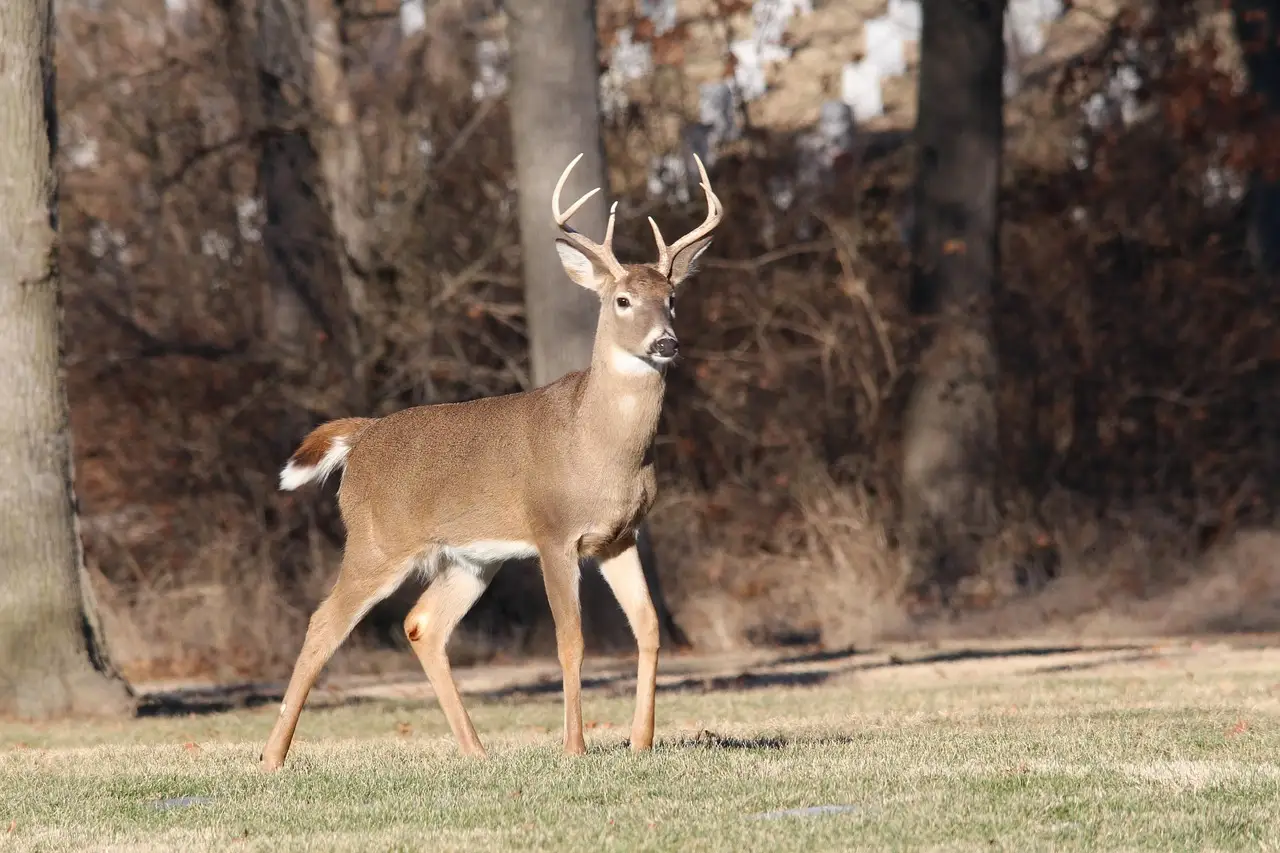 Whitetail buck and doe moving along a frosty field edge at dawn.