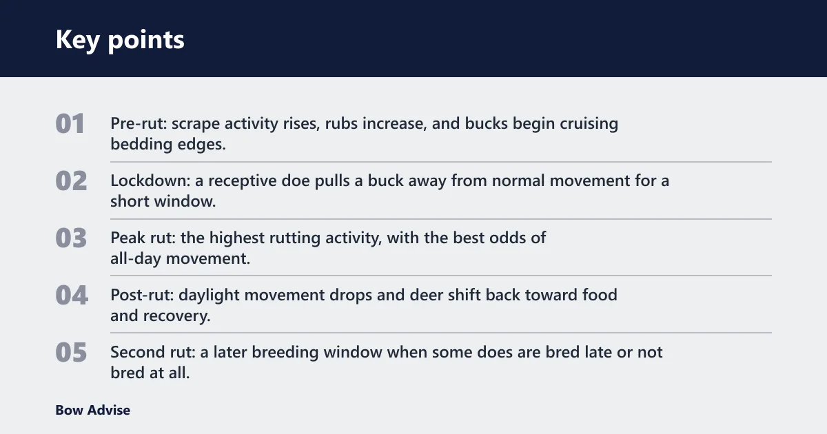 Key points: What are the phases of the whitetail rut?