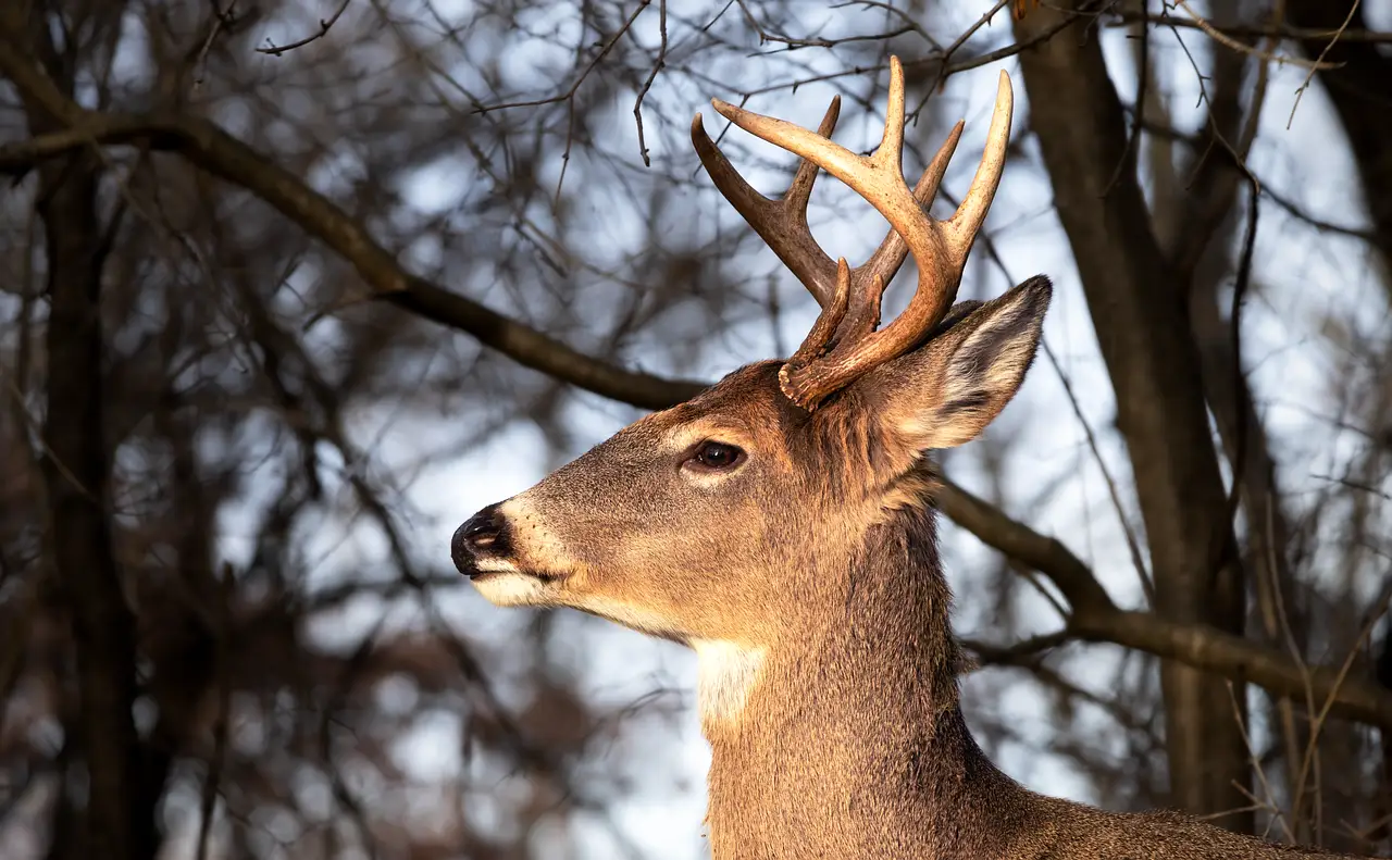 A tired whitetail buck walks through frosted woods at dawn after the rut.