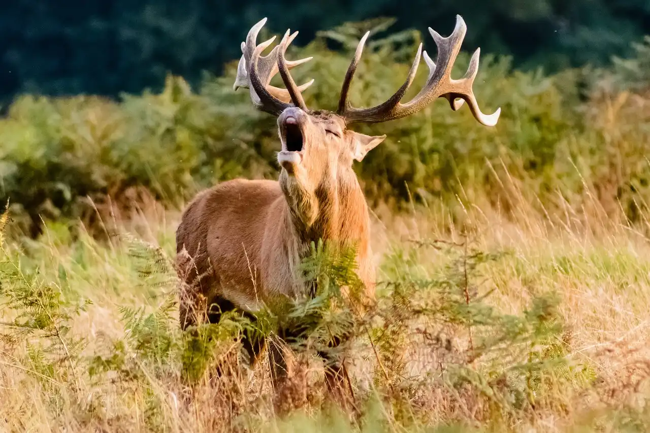 Where do bucks go after the rut?